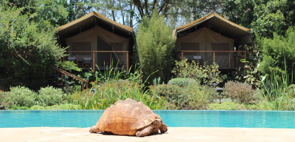 Wildebeest Eco Camp Hotel Nairobi Kültér fotó